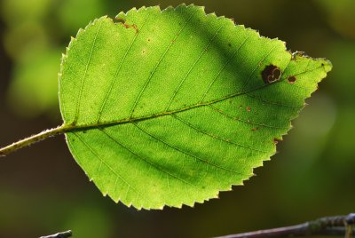 Betula jacquemontii - bříza Jacquemontova - list